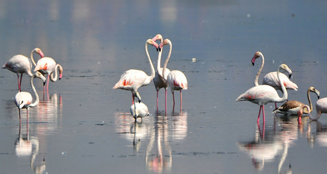 Flamingolar kışı geçirmek için Hersek’e gitti