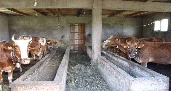 Trabzon’da inek ölümleri tedirgin ediyor