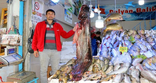 Bu senenin en büyük yayın balığı yakalandı