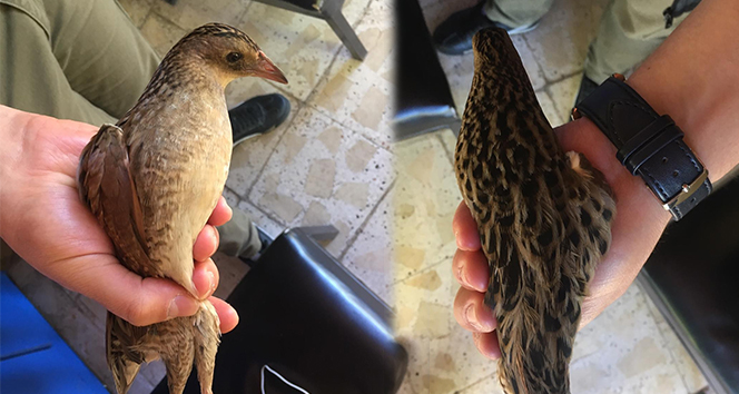 Kılavuz bıldırcın kuşu yorgun düştü İhlas Haber Ajansı