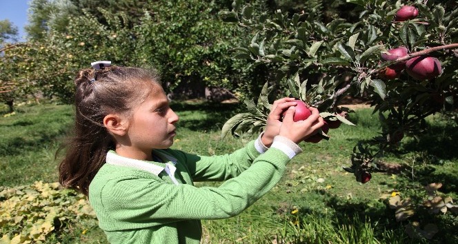 Öğrenciler yetiştirdikleri organik elmaları teneffüste tüketiyor