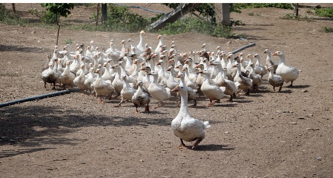 Devlet destek verdi, kader birliği yapıp kaz çiftçiliği kurdular