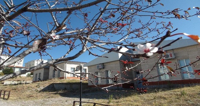 Yozgat’ta mevsimini şaşıran erik ağacı çiçek açtı