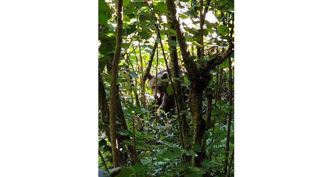 Fındıklıkta tele takılan ayı kurtarıldı