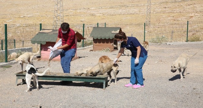 Mardin’de ’sokak hayvanları’ rehabilitasyon çalışmaları devam ediyor