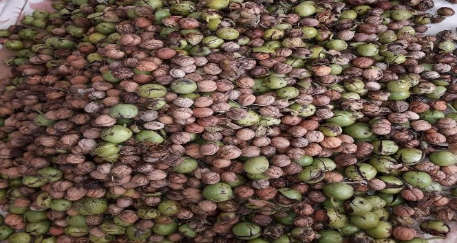 Giresunlu Ceviz üreticisinin yüzü gülüyor