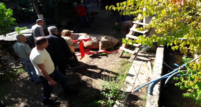 Artvin’de boş havuza düşen inek vinç yardımıyla kurtarıldı