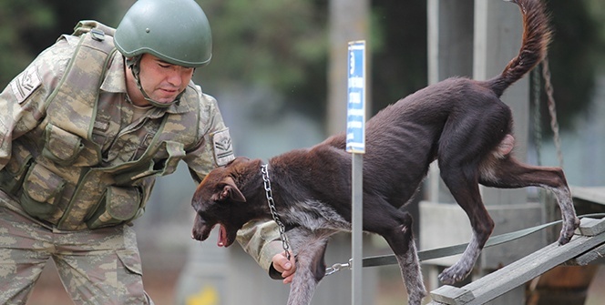 Sınır ötesi operasyonlara yerli ırk köpek