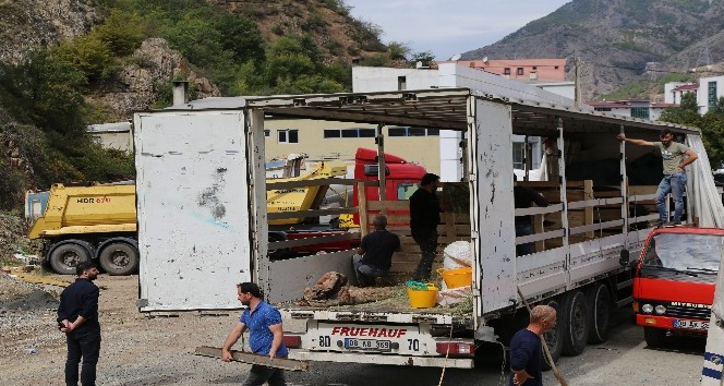 Artvin’in şampiyon boğaları Aydın’a doğru yola çıktı