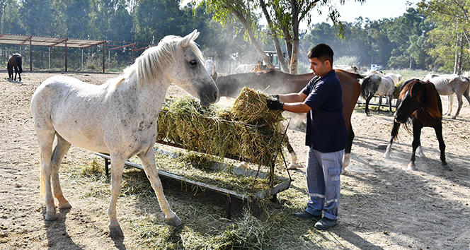 Faytonlar kaldırılmıştı, o atlar artık İzmir Doğal Yaşam Parkında