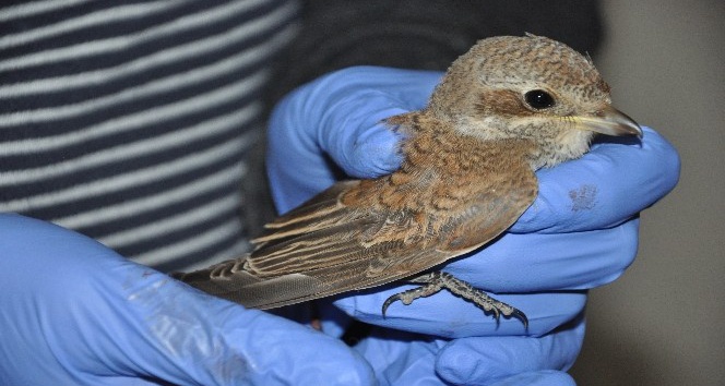 Yaralı bulunan kızıl sırtlı örümcekkuşu tedavi altına alındı