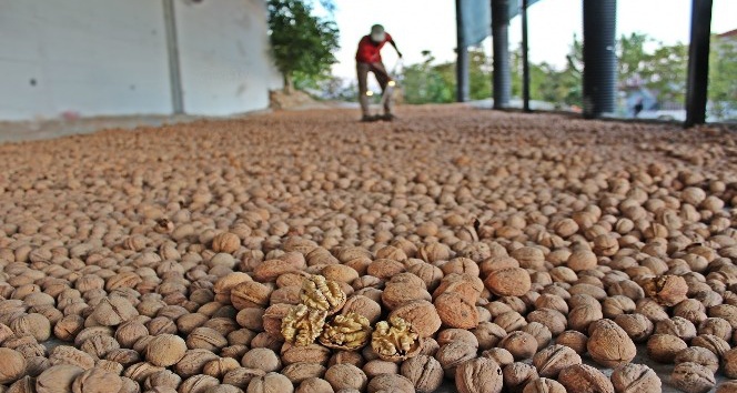 Cevizin ana vatanında hasat başladı