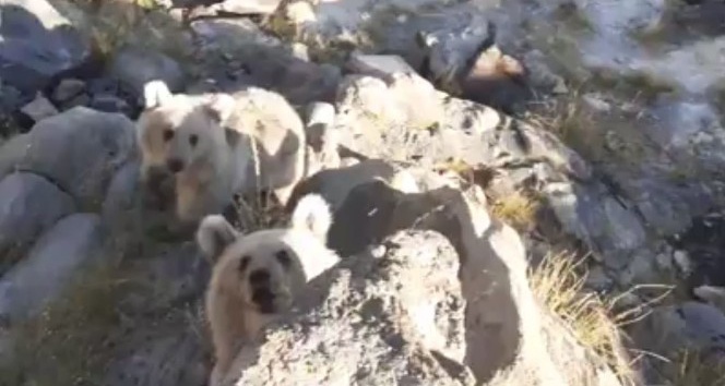 Karınları acıkan Nemrut’un minik ayıları piknikçilerin sofrasına konuk oluyor