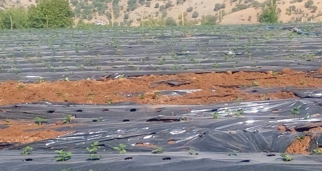Sason’da çilek tarlalarına giren domuz sürüsü ekinlere zarar verdi