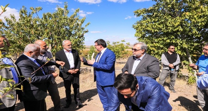 Cumhurbaşkanı Başdanışmanı Topçu "Kalecik Karası" bağ bozumuna katıldı