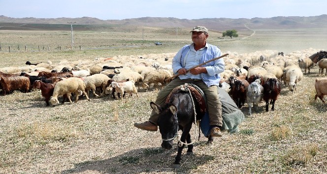 4 bin lira maaşla çalıştıracak çoban bulamıyorlar
