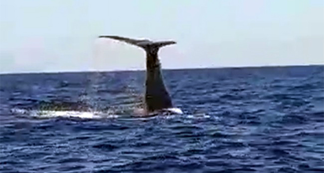Çeşme açıklarında görülen balina ve yavrusu şaşırttı