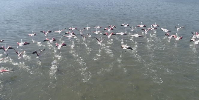 Flamingolar kartpostallık görüntüler oluşturdu