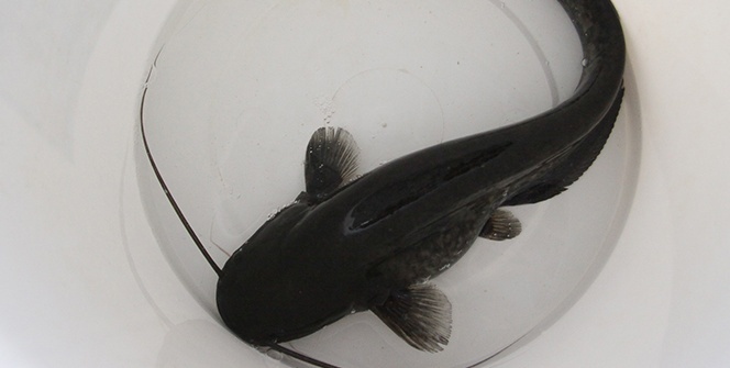 Türkiye’de ilk! 10 milyonluk gelir getirmesi öngörülüyor