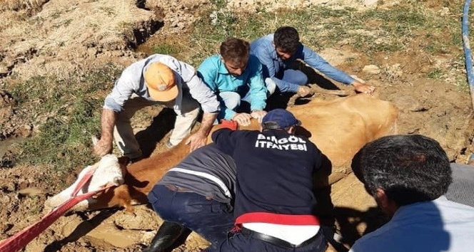 Bingöl’de bataklığa saplanan inek kurtarıldı