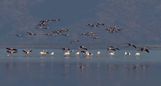 "Afyonkarahisar" �ehir rehberi