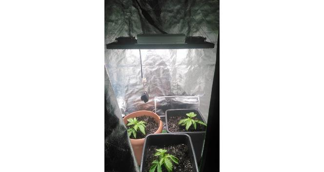 Çatı katında hint keneviri yetiştiren bir kişi tutuklandı