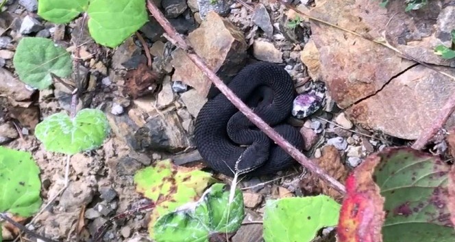 (Özel) Kastamonu’da nadir bulunan zehirli baran engerek yılanı görüntülendi