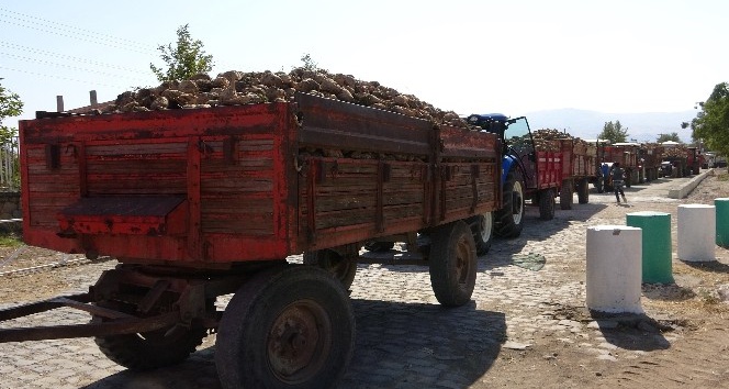 Elazığ’da 165 bin ton üretimi beklenen pancarın alım kampanyası başladı