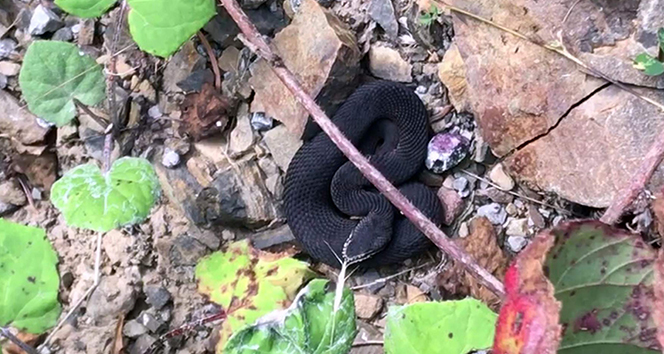 Kastamonu’da nadir bulunan zehirli baran engerek yılanı görüntülendi