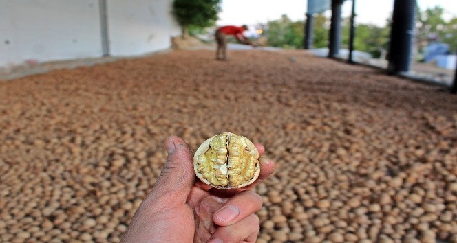 Ceviz Festivali hazırlıkları tamamlandı
