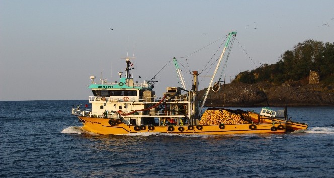Palamut fiyatı rekor kırıyor, hamsi düşüşte