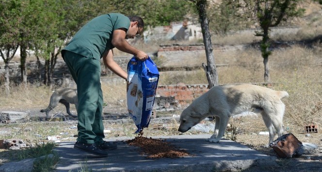 Sokak hayvanları Altındağ Belediyesi’ne emanet