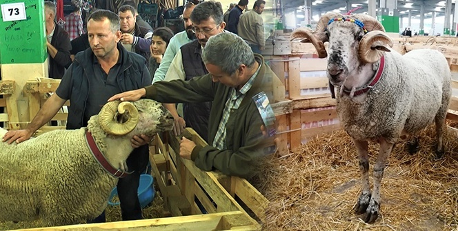 Görenleri hayrete düşürdü! Bu koç diğerlerinden çok farklı!