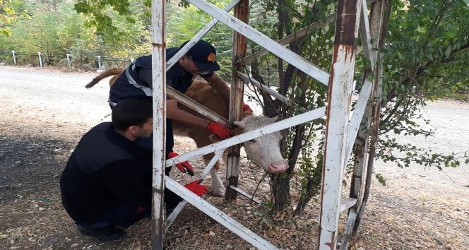 Ağaç ile direk arasına sıkışan inek kurtarıldı
