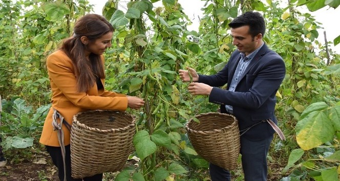 Kaymakam çift çoban fasulyesi hasadını başlattı