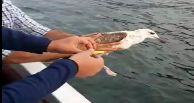 Ayağına kanca takılan martıyı balığa çıkan polisler kurtardı