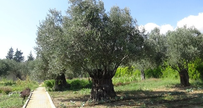 (Özel) 810 yıllık zeytin ağacı turizme hizmet ediyor