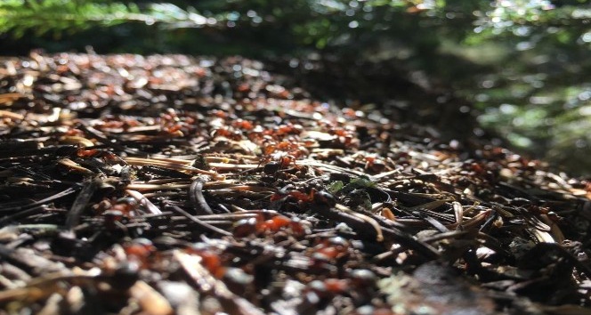 Uludağ’ın orman bekçileri kırmızı karıncalar
