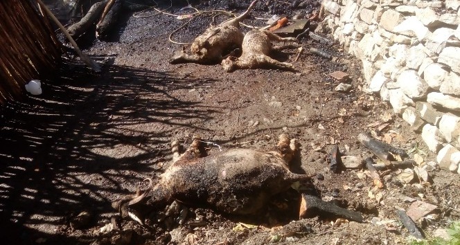 Tunceli’de 2 ev yandı, çok sayıda hayvan da telef oldu