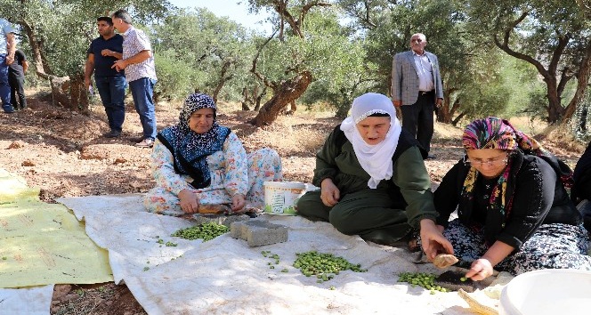 Ödüllü Derik zeytininde hasat sezonu başladı