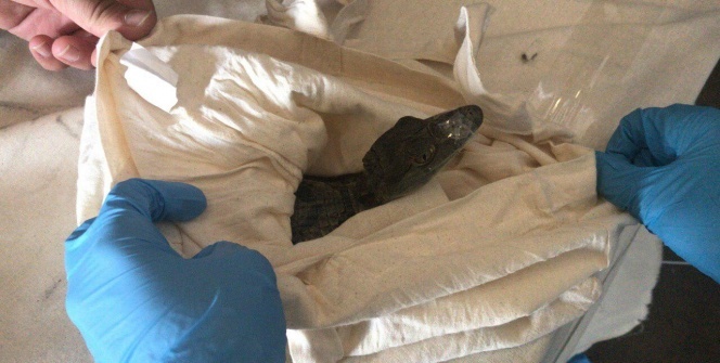 Kapıkule’de Bulgar plakalı araçtan çıkanlar şok etti