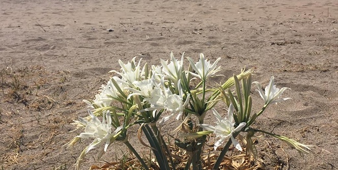 Koparmanın cezası 60 bin TL