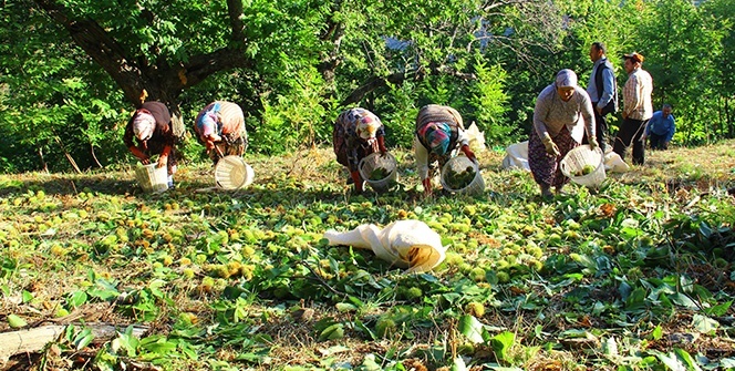 Aydın’da kestane hasadı başladı