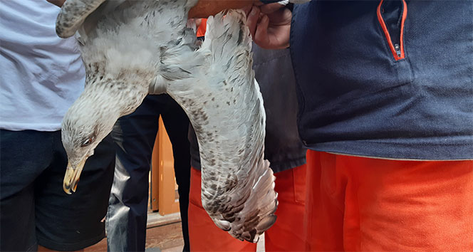 Ayakları ve gagası bağlanan martıyı belediye işçileri kurtardı