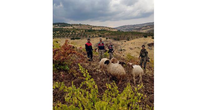 Kaybolan küçükbaş hayvanları jandarma buldu