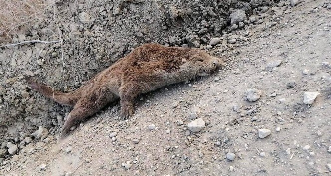 Nesli tükenen porsuk göl kıyısına vurdu
