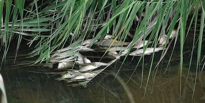 Bursa'daki toplu balık ölümleri için flaş açıklama