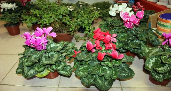 Soğuk havalarda çiçek bakımı