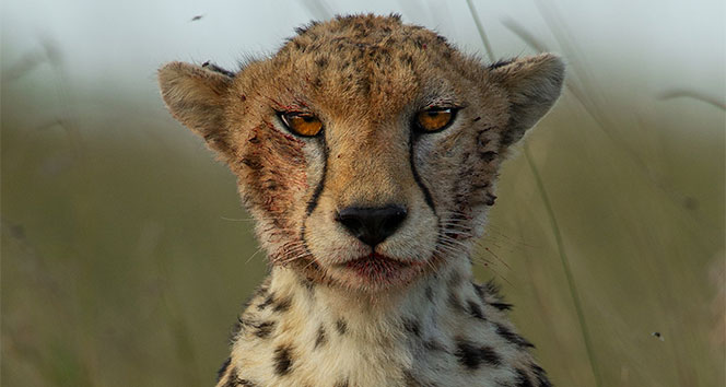 Justin Bieber, doğa fotoğrafçısı Burak Doğansoysal’ın fotoğrafını paylaştı