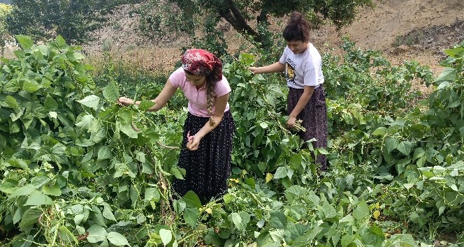 İslahiye’nin bin 600 rakımlı Huzurlu Yaylası’nda son ürünler hasat ediliyor